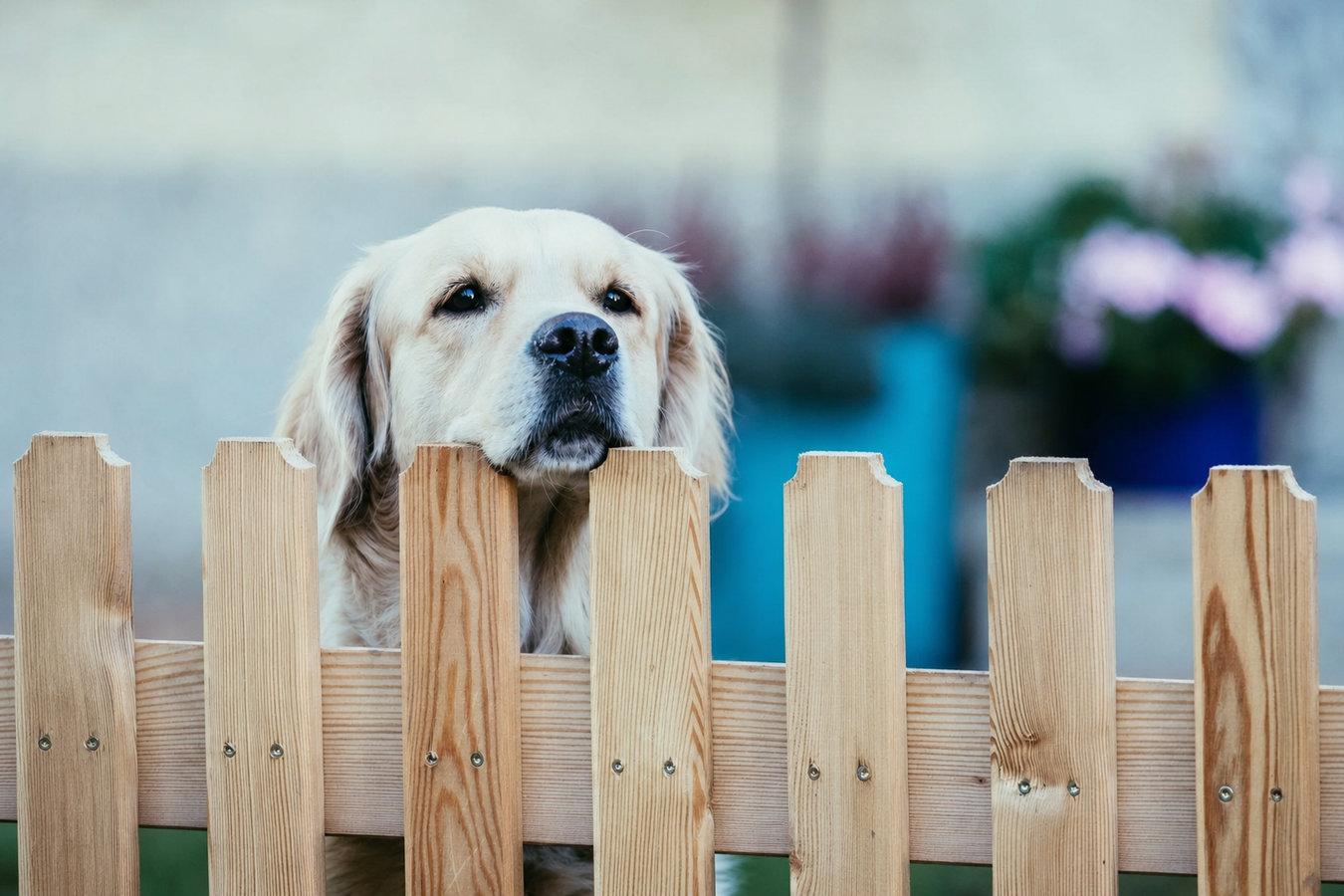 Pet and dog fencing